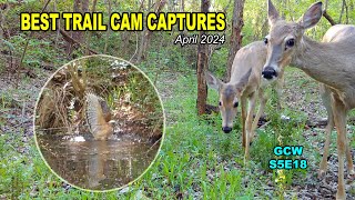 Best wildlife captures of April 2024 S5E18 #wildlife #nature #trailcam