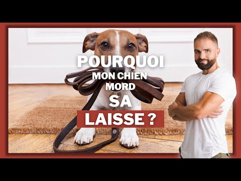 Vidéo: Pourquoi un chien peut mordre lorsque vous attrapez le collier et prenez la laisse