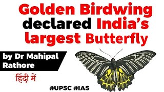 Den Birdwing Declared As Indias Largest Erfly, Know All About Himalayan Erfly