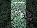 0.1 Pastel Orange Dream #pastel #orange #dream #shortvideo #shorts #short #shortsvideo #snake #pets