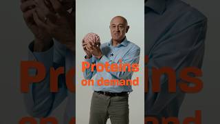 How does the brain form memories?