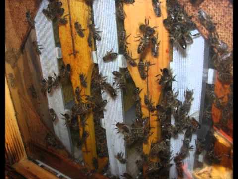 Пасека и доходность. Секционный сотовый мед  Добрый сот