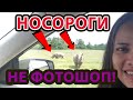 Мы поехали на сафари / Как кенгуру делают ЭТО?