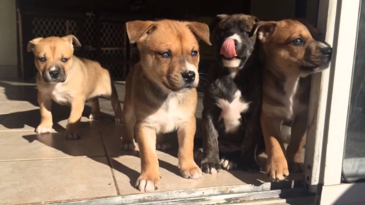 pitsky puppies pitsky puppies www pixshark images galleries with a bite pitsky puppies pitsky puppies www pixshark images galleries with a bite