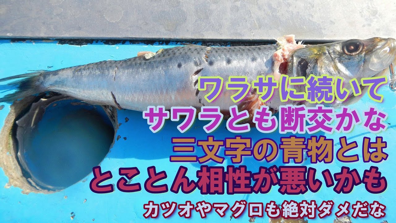 魚信なし ファイトなし 帰りのクーラーは空っぽで肩への負担一切なし サワラは五十肩に優しい 置き竿にして1日ストレッチを頑張ってきたよ 21 10 24 金沢八景 一之瀬丸 サワラ Youtube