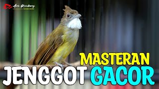 MASTERAN CUCAK JENGGOT SUPER MBESET AUDIO JERNIH KUALITAS HD