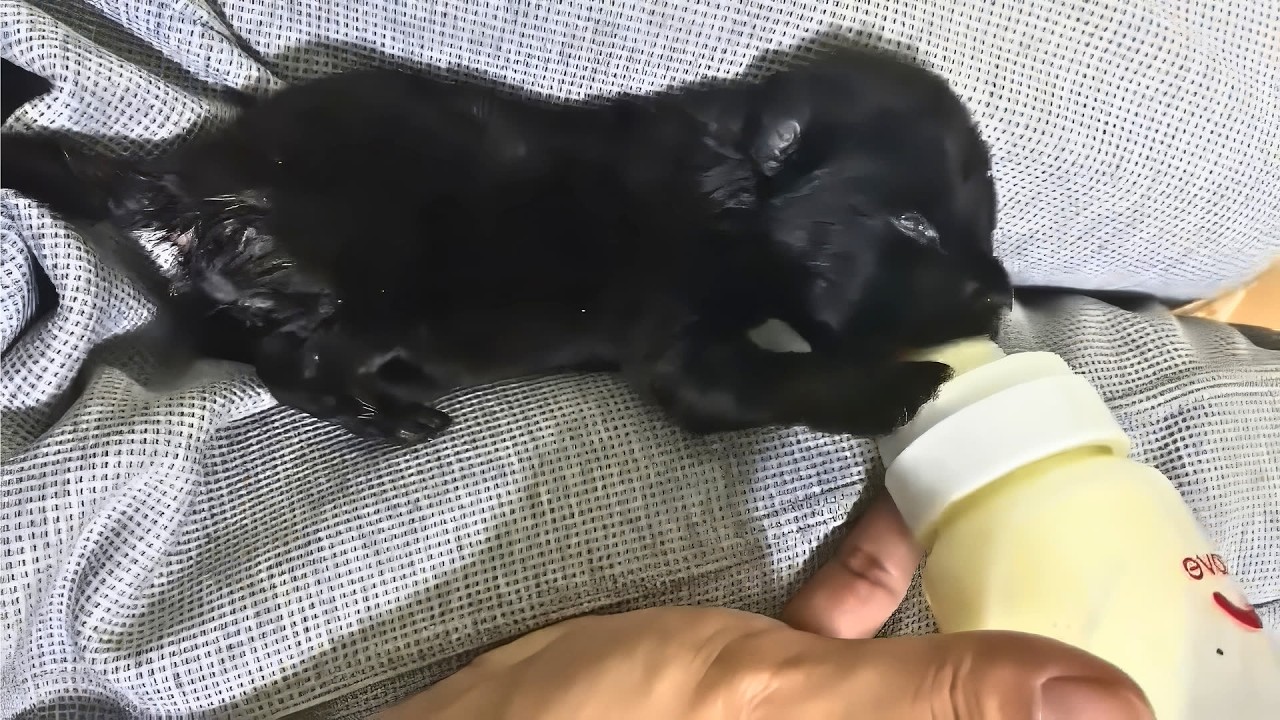 Спасены в морозную ночь при -15°C: Слабые крики брошенных щенков спасли им жизнь