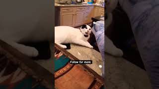 Cats vs toys #catshorts #shorts #funnycats #cats #fyp #viral