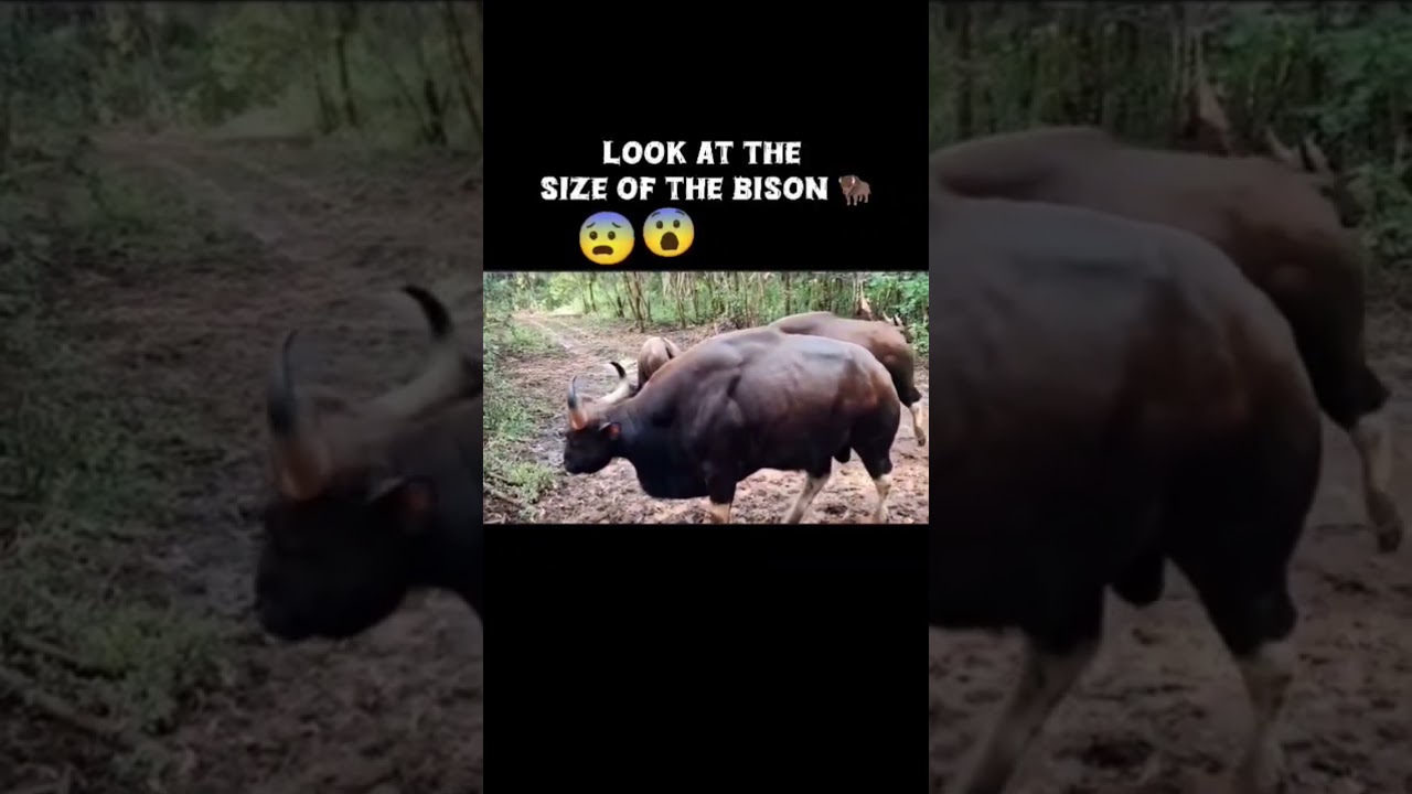 The biggest Bison in Dandeli wild nature 