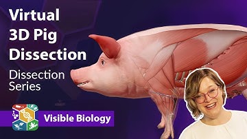 Visible Biology | Dissecting a virtual pig in 3D with Dr. Cindy Harley