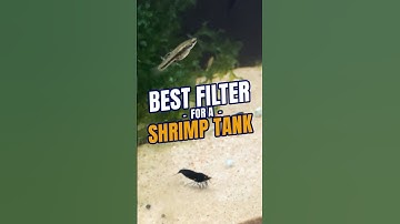 Shrimp Tank Filter | Best Filter for a Shrimp Tank | Coffee with Flip☕ | Aquarium Podcast