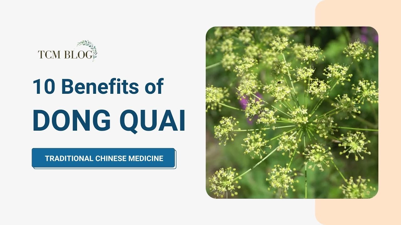 10 Benefits of Dong Quai (Angelica Sinensis) TCMBLOG YouTube
