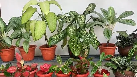 My Aglaonema Collection #aglaonemaPlants