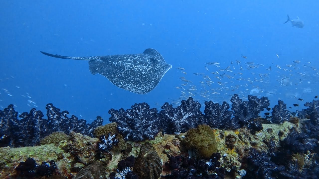 Blotched Fantail Ray or Ribbontail Ray 4K | Dive | Underwater Relaxing Video 