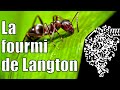 La fourmi de langton