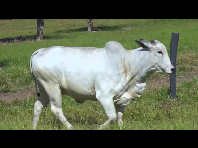 LOTE 22   WYM 553 mp4