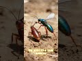 Zombie Wasp: The Horror is REAL! 🧟♂️🐝 #creepynature #sciencefacts #weirdfacts