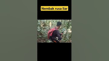 Nembak rusa liar pake PCP bocap 500cc, yg ga suka skip #nembakrusa #nembakkijang #shorts