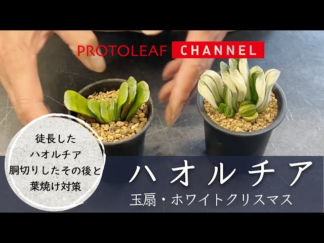 多肉植物　ハオルチア　玉扇　ホワイトクリスマス