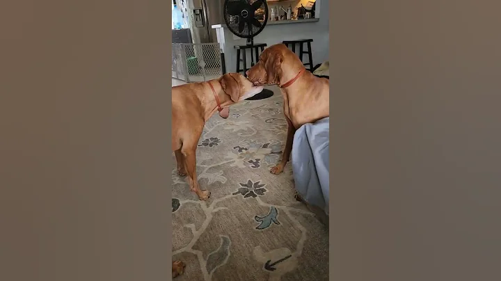 Brothers arguing over a moose antler