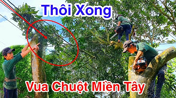 Vua Chuột Miền Tây Cưa Cây Xoài Ghép Lâu Năm Cạnh Đường Điện Hàng Rào Cưa Bỏ Làm Củi