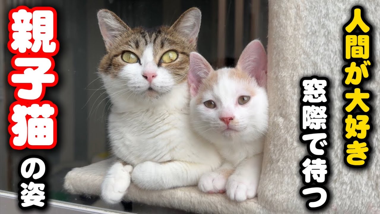 The Cat Family That Waits for Humans Every Morning - YouTube The Cat Family That Waits for Humans Every Morning - YouTube