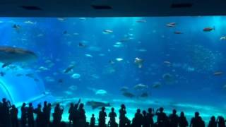 2015-0612-沖繩水族館