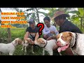 Big dudi adopsi anak anjing keturunan pitbull x terbesar di kota tasikmalaya  grebek kandang anjing