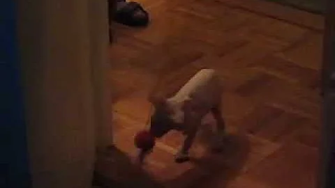 Watch the video about Peterbald Cat, Peterbald Cats, Peterbald Kitten, Russian Peterbald Casper- Playing