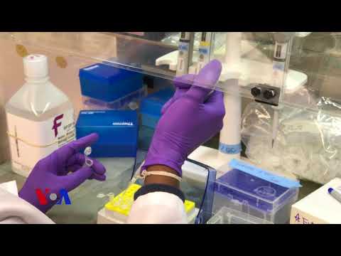 ქართველმა მეცნიერმა ფაგები ამერიკის ბაზარზე დააბრუნა