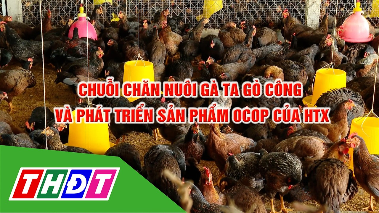 Chuỗi chăn nuôi gà ta Gò Công và phát triển sản phẩm OCOP của HTX | OCOP Đồng Tháp - 7/3/2026 | THDT