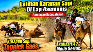Latihan Karapan Sapi Di Lap Asemanis Persiapan Kabupatenan. 