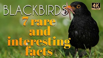 Secrets of the Blackbird: 7 Remarkable and Lesser-Known Facts