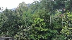 Suara Burung Wik Wik Wik? ðŸ¤£ | What Bird Sound is This? (Baca Caption)  - Durasi: 0:55. 