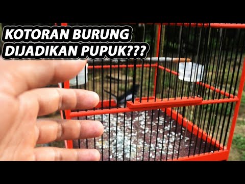 Video: Apakah Kotoran Burung Bermanfaat Bagi Tanaman: Menggunakan Kotoran Burung Di Taman