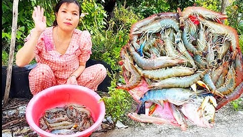 Hôm nay đi chài dính toàn tôm 🦐 sú khủng không thấy ham quá cuộc sống mưu sinh “ Hoàng Lê Vlog “