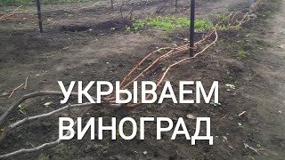 Надёжный и проверенный способ укрытия винограда.