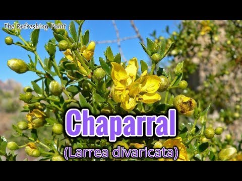 Chaparral is An Amazing Herb Containing a Powerful Antioxidant