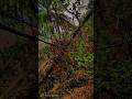 Nature Snap shorts | #shorts #nature #plants