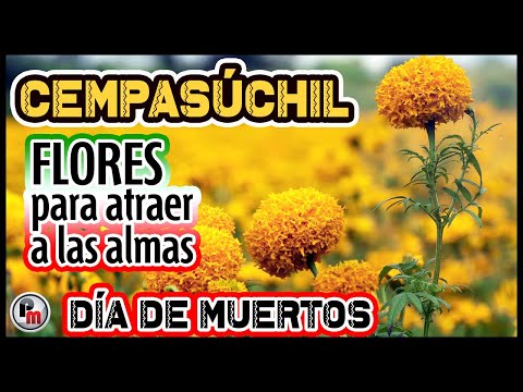 Flores de Cempasúchil para atraer a las almas al centro de México