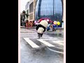 Panda running fast 狂奔熊猫 #panda #running #run #video #cutepanda #cute #amazing #share #funnyshorts