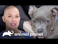 Pit bull é adotado e conhece a nova família | Família ao Resgate | Animal Planet Brasil