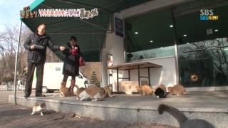 SBS [Animal Farm]  Cats surrounding the rest station