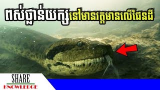 ពូជពស់ថ្លាន់យក្ស Anaconda នៅមិនទាន់ដាច់ពូជពីផែនដីទេ