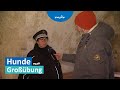 Kalte Schnauzen: Mit den Dresdner Polizeihunden auf Großübung | MDR um Zwei | MDR