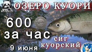 🌟ОЗЕРО КУОРИ🌟СИГ КУОРСКИЙ🌟600 СЕРЫ ЗА ЧАС🌟Русская Рыбалка 4(РР4)🌟