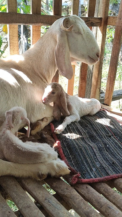 All males are bred by females