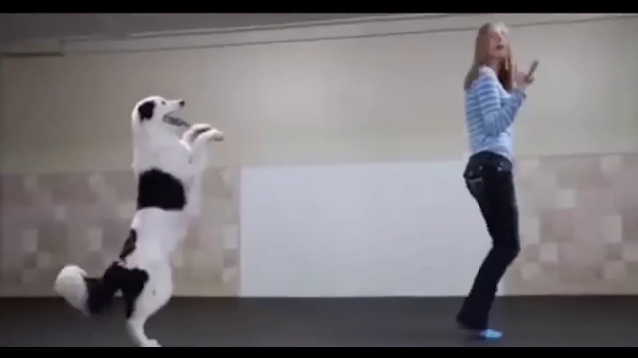Игры будущего открытие танец собак. Танцующая собака. Фристайл с собакой. Танцы с собаками. Собаки танцуют фристайл.