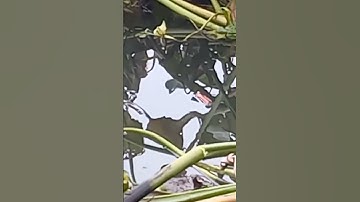 Câu Cá Rô Đồng - Câu cá thác lác, Đớp Một Phát Lúc Phao Liền #Shorts #fishing #cauca #sanghuynhvlog