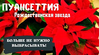 Интервью с ФАРУХОМ/ Пуансеттия КАК СОХРАНИТЬ ПОСЛЕ ПРАЗДНИКОВ???